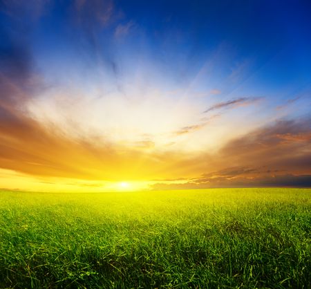 field of grass and sunsetの写真素材