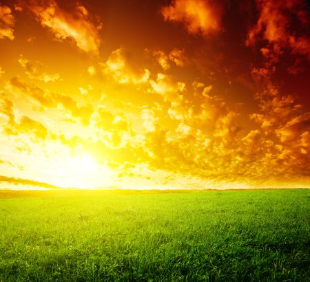 field of grass and sunsetの写真素材