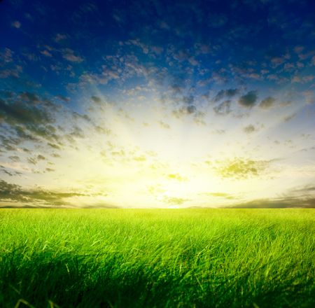 field of grass and sunsetの写真素材