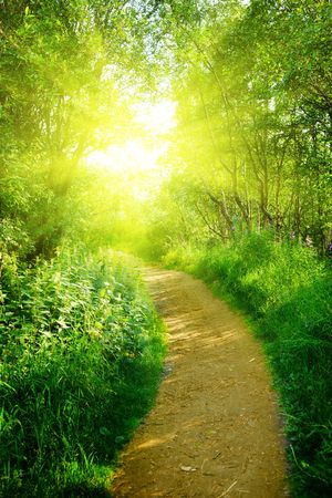 road in deep forestの写真素材