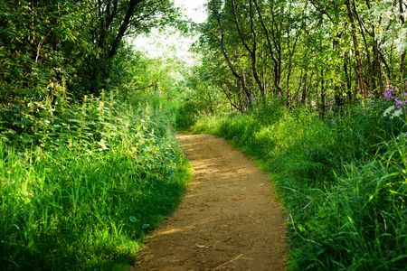 road in deep forestの写真素材