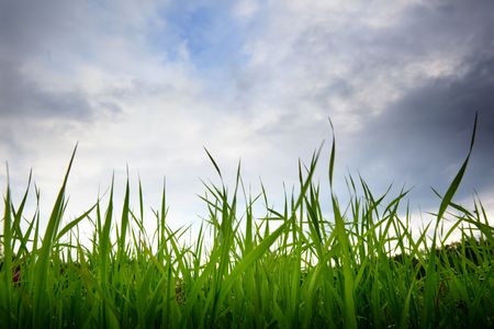 grass and cloudy skyの写真素材