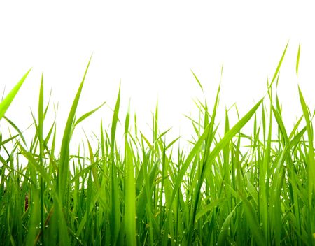 grass isolated on the whiteの写真素材