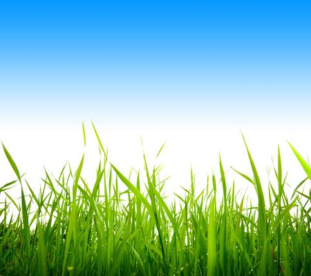 grassの写真素材