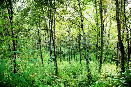 sun in deep forestの写真素材
