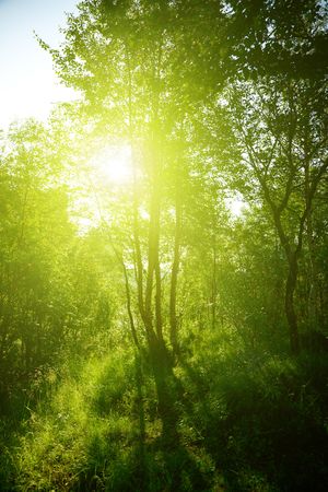 sunset in deep forestの写真素材