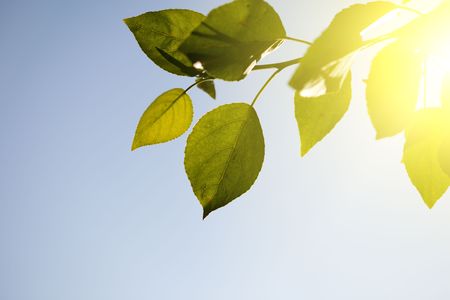 leaves of poplar and sunsetの写真素材