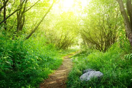 ground road in summer green forestの写真素材
