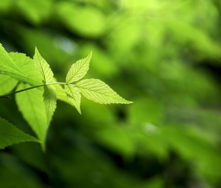 green leaves in deep forestの写真素材