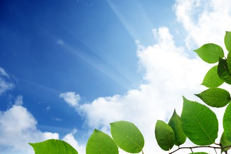 green leaves and skyの写真素材