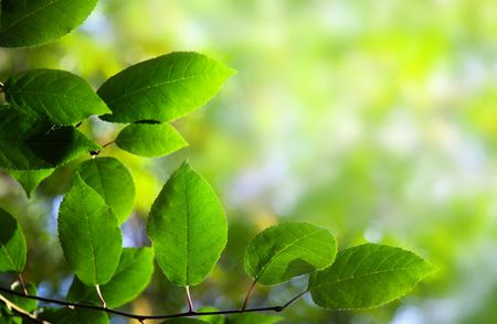green leaves in deep forestの写真素材
