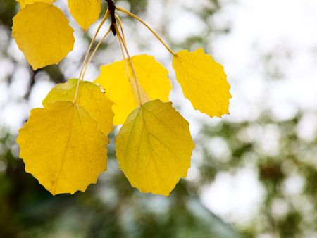 autumn yellow leaves of aspenの写真素材