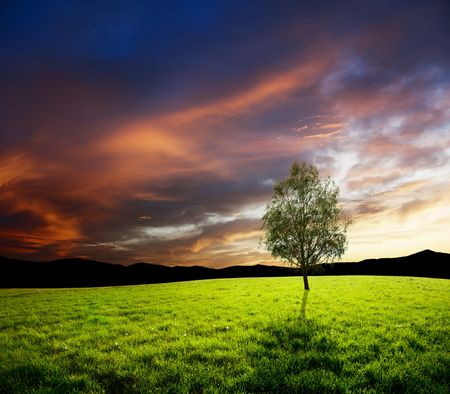 mountain field of grass and treeの写真素材