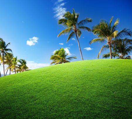 coconut palms on the green fieldの写真素材