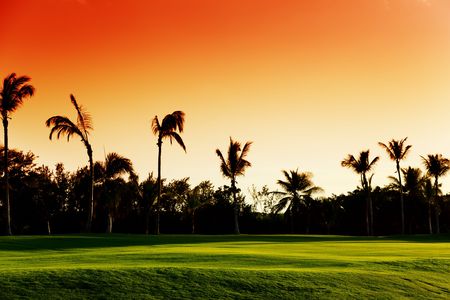 sunset and tropical treesの写真素材