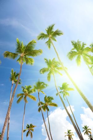 Palms and blue skyの写真素材