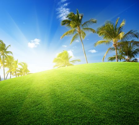 coconut palms on the green field and sunの写真素材