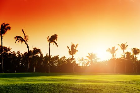 sunset and tropical treesの写真素材