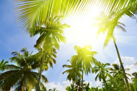 Palms and blue skyの写真素材