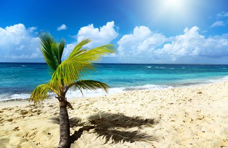 ocean and palmの写真素材