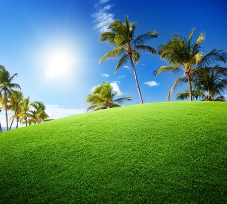 coconut palms on the green fieldの写真素材