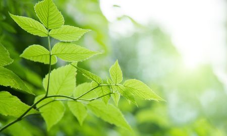 green leaves in deep forestの写真素材