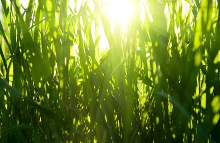 grass and sunsetの写真素材