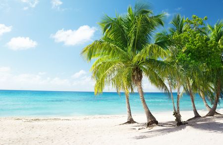 Caribbean sea and coconut palmsの写真素材