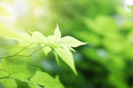 green leaves in deep forestの写真素材