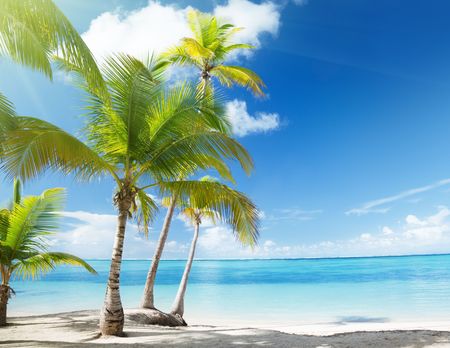 Caribbean sea and coconut palmsの写真素材