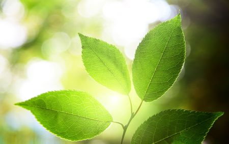 leaves in deep forestの写真素材