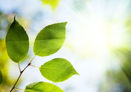 leaves in deep forestの写真素材