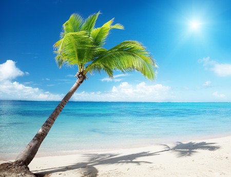 Caribbean sea and coconut palmの写真素材