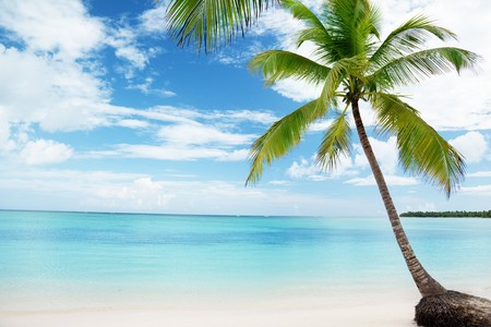 Caribbean sea and coconut palmの写真素材