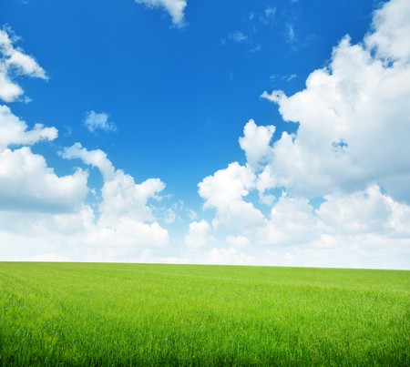 field of barley and sunny dayの写真素材