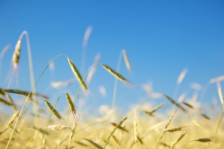 field of rye and sunny dayの写真素材