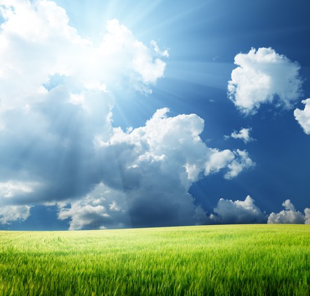 field of barley and sunny dayの写真素材