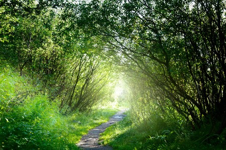 way in deep forestの写真素材