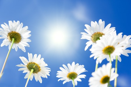 daisy flowersの写真素材