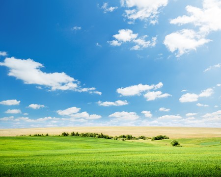 oat field and sunny skyの写真素材