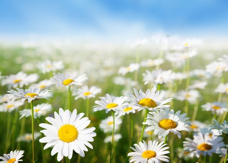 field of daisy flowersの写真素材