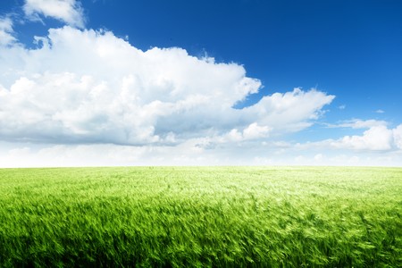 field of barley and sunny dayの写真素材