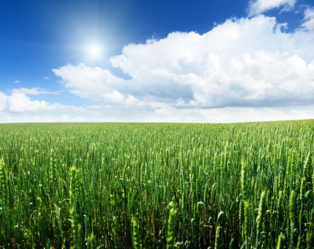 field of wheat and sunny dayの写真素材