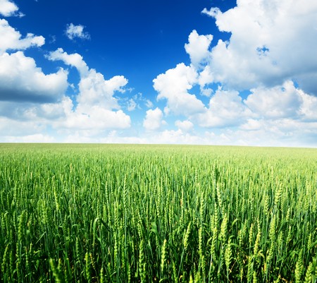 field of rye and sunny dayの写真素材
