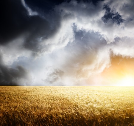 field of barley and sunsetの写真素材