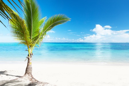 palm and beachの写真素材