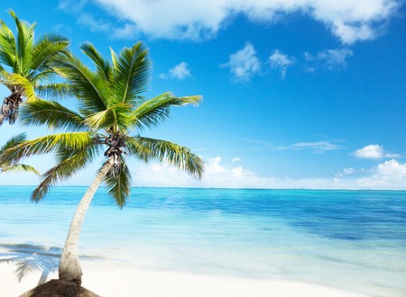 palm and beachの写真素材