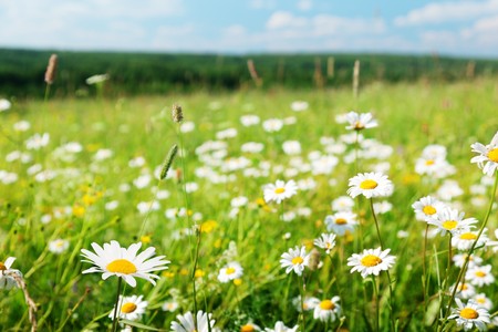 field of daisy flowersの写真素材