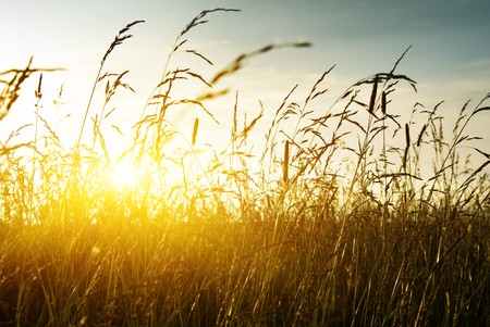 grass and sunsetの写真素材