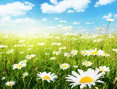 field of daisy flowersの写真素材